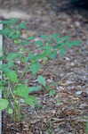 Cutleaf groundcherry